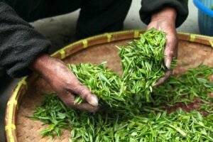 create personalized tea blend
